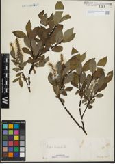 Foto von Salix hastata L.